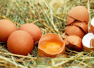 Co się kryje pod skorupką?