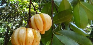 Garcinia SLM - Opinie Recenzje - Gdzie kupić ? Allegro