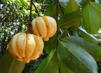 Garcinia SLM - Opinie Recenzje - Gdzie kupić ? Allegro