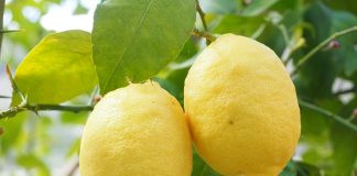 Cytryna w odchudzaniu – jej zbawienny wpływ