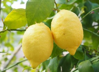 Cytryna w odchudzaniu – jej zbawienny wpływ