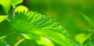 Pokrzywa na odchudzanie