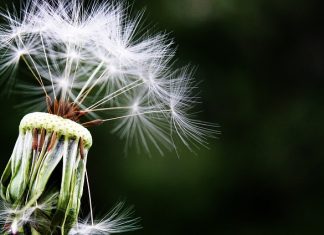 Nieleczona alergia – czym grozi? reakcje alergiczne