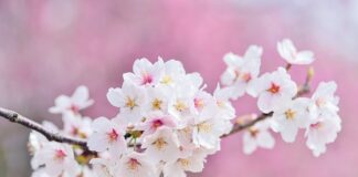 Co znaczy różowy kolor bransoletki?