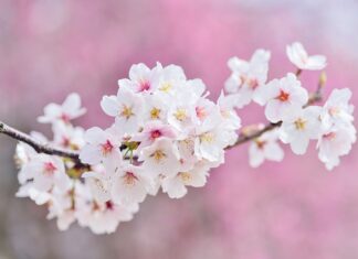 Co znaczy różowy kolor bransoletki?