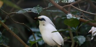 Jak zapinać pasy w ciąży bez adaptera?