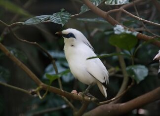 Jak zapinać pasy w ciąży bez adaptera? Jak zapinać pasy w ciąży bez adaptera?