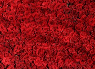 Czym się różni t shirt damski od męskiego? Czym się różni t shirt damski od męskiego?