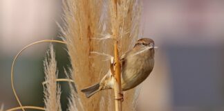 Z jakiego materiału powinny być majtki?