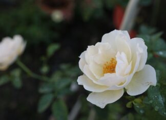 Jak dobrać bolerko do sukni ślubnej?