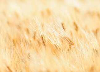 Jak nosić złoty zegarek?