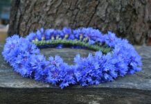 Co oznacza wianek na ślubie?