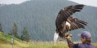 Jaka jest modna długość sukienki?