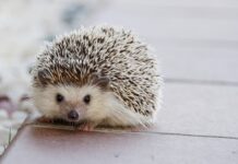 W jakim sklepie można kupić kółka do walizki? W jakim sklepie można kupić kółka do walizki?