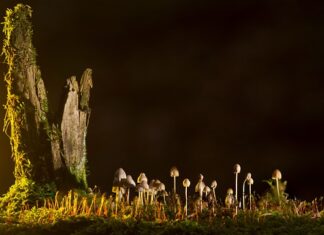 Jakie są rodzaje wsparcia?