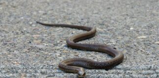 Czy mężczyźni lubią pas do pończoch?