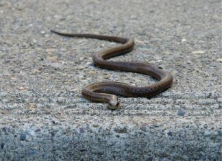 Czy mężczyźni lubią pas do pończoch?