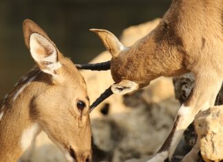 Co jest dobre na otarcia po butach? Co jest dobre na otarcia po butach?