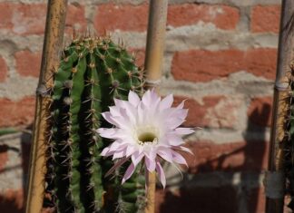 Jak układać cienkie włosy?