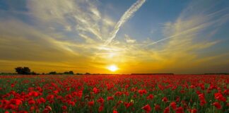 Kto ma czerwone berety?