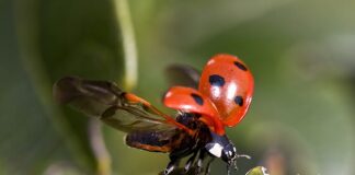 Czy w Biedronce są balony?