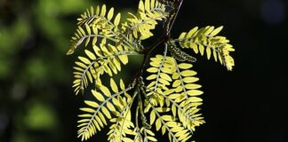 Kiedy body z długim rękawem?