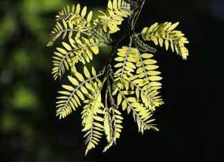 Kiedy body z długim rękawem?