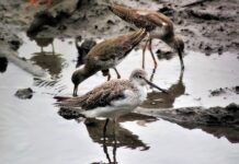 Gdzie jest cholewką?