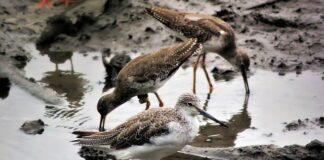 Gdzie jest cholewką?