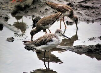 Gdzie jest cholewką? Gdzie jest cholewką?