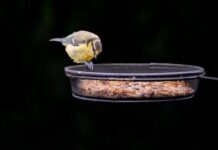 Czym się różni bogatka od sikorki?