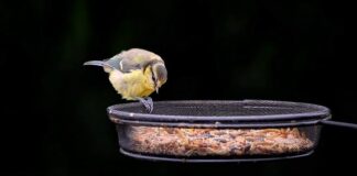 Czym się różni bogatka od sikorki?