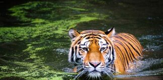 Czy rozmiar 70 D jest duży?