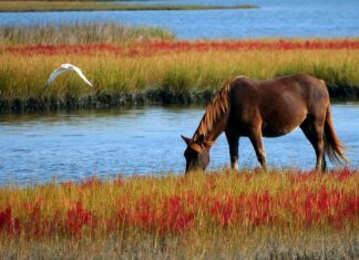 Co zamiast kucyka? Co zamiast kucyka?
