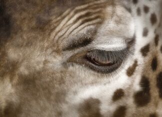 Co oznaczają ciemne plamy po bańkach?