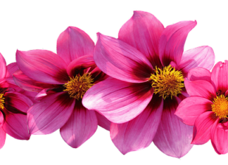 Jaka firma jubilerska najlepsza?