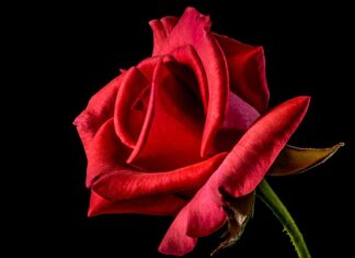 Co oznacza czerwona nitka na lewej ręce? Co oznacza czerwona nitka na lewej ręce?