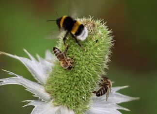 Co to jest za kolor Ivory? Co to jest za kolor Ivory?