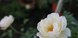 Do czego pasuje bolerko?