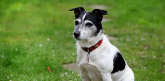 Do jakiego rozmiaru są body dziecięce?