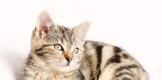 Kto robi paski skórzane?