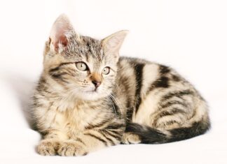 Kto robi paski skórzane? Kto robi paski skórzane?