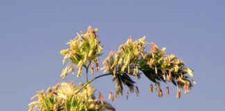 Co to jest uczulenie na nikiel?