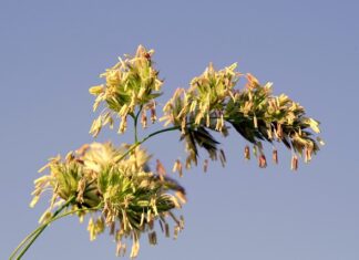 Co to jest uczulenie na nikiel? Co to jest uczulenie na nikiel?