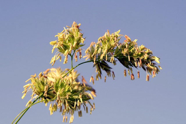 Co to jest uczulenie na nikiel? Co to jest uczulenie na nikiel?