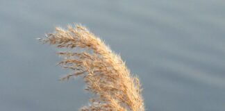 Czym się różnią botki od Kozaków?