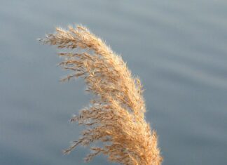 Czym się różnią botki od Kozaków? Czym się różnią botki od Kozaków?