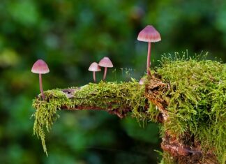 Jakie są rodzaje koków?