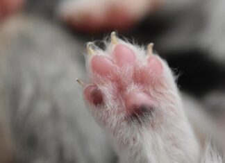 Dlaczego mam chude nadgarstki? Dlaczego mam chude nadgarstki?