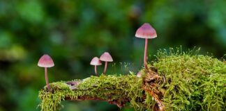 Jakie są rodzaje bokserek?